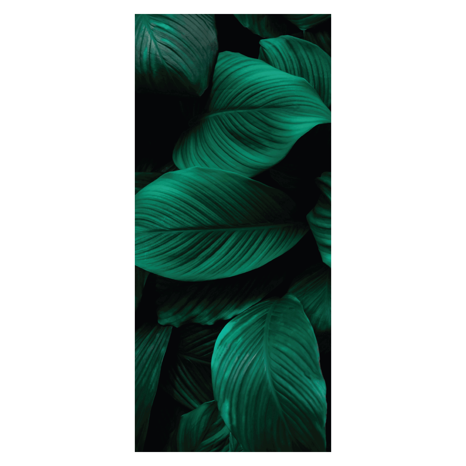 Termoarredo idraulico 120x51 cm interasse mm 50 Modello 'Leaf' Termocrea