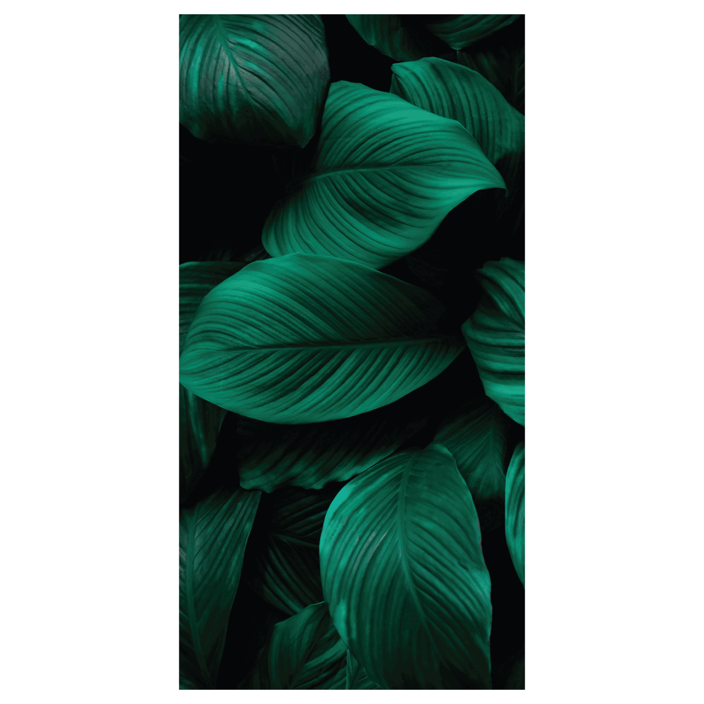 Termoarredo idraulico 120x59 cm interasse mm 50 Modello 'Leaf' Termocrea