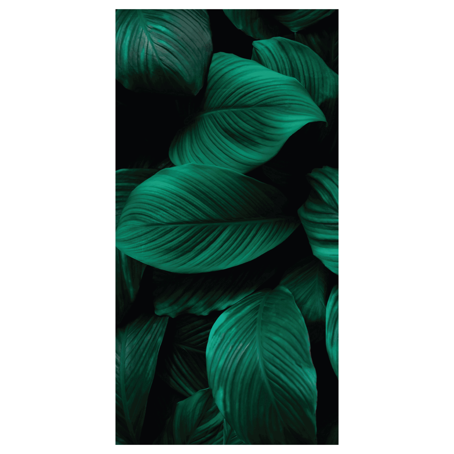 Termoarredo idraulico 120x59 cm interasse mm 50 Modello 'Leaf' Termocrea